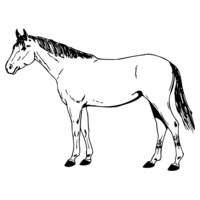 HORSE024