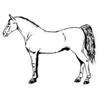 HORSE026