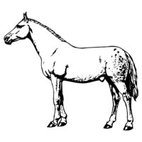 HORSE034