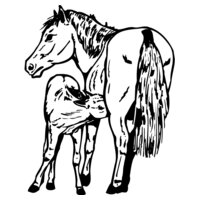 HORSE036
