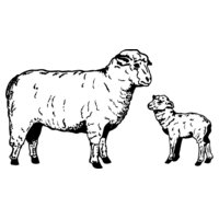 SHEEP010