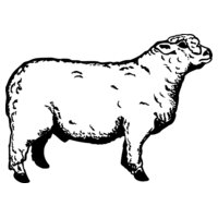 SHEEP011