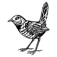 BIRD052