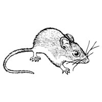 MOUSE005