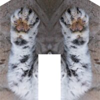 paws snowleopard tambako